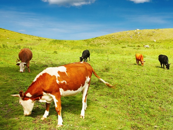 3861T牧场专供特制料