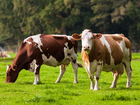 育肥牛浓缩料(育肥期)